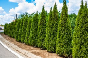 thuja